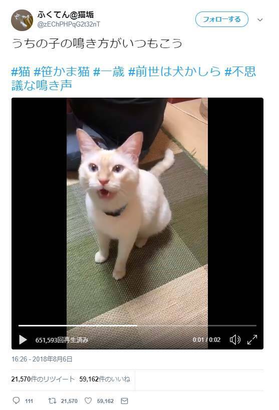 前世は犬 猫の鳴き声が アンパンマンに出てくるチーズみたい 思った以上にワンワーン と話題に 18年8月9日 エキサイトニュース