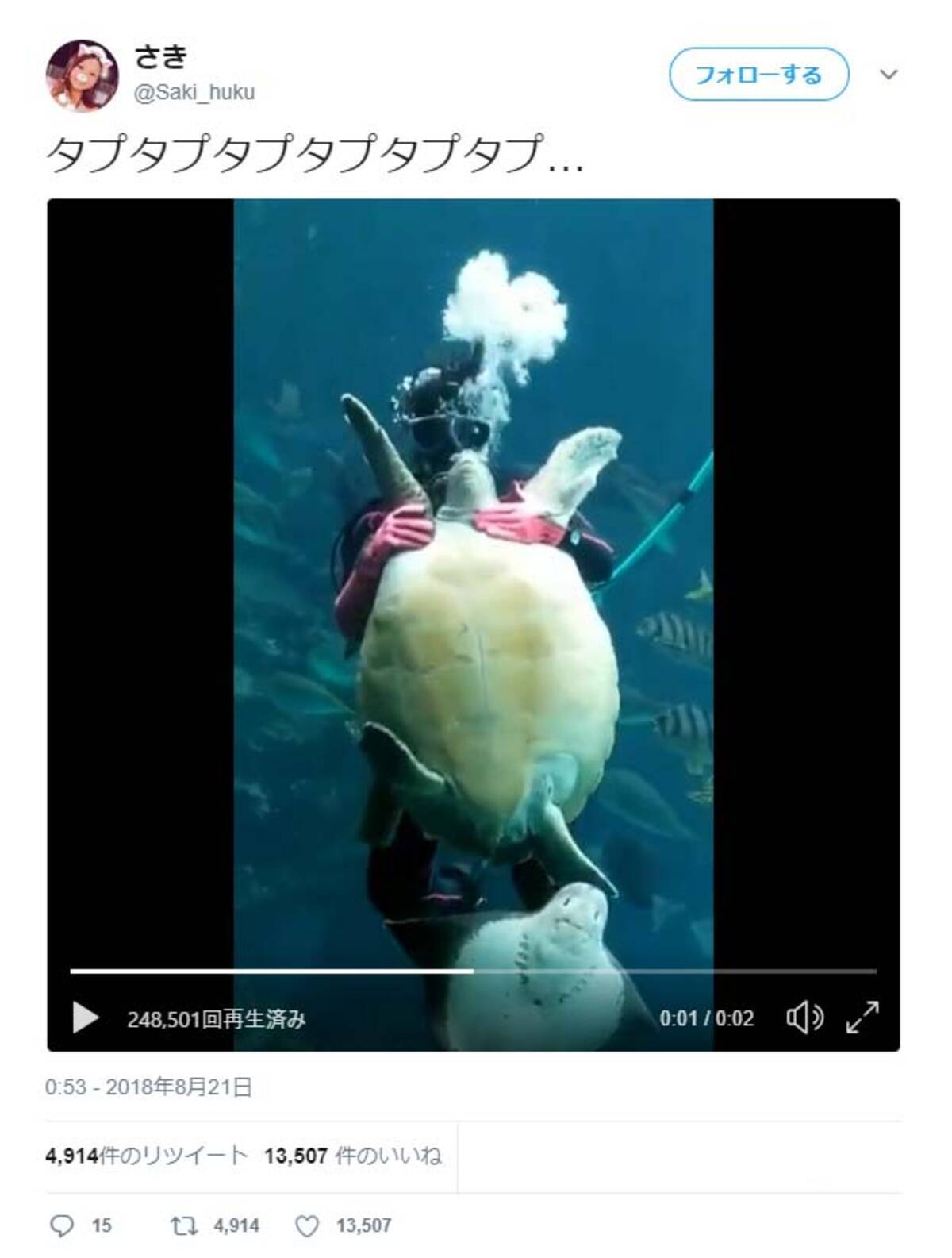 ウミガメをタプタプタプタプタプタプする動画がすごい 安西先生ーー タプタプしてみたい 18年9月5日 エキサイトニュース