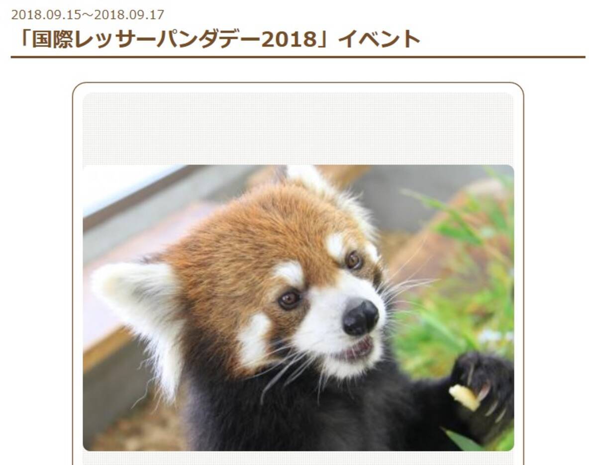 レッサーパンダは絶滅危惧種 静岡市 日本平動物園で3連休特別イベント開催 レッサーパンダ ナイトも 18年9月15日 エキサイトニュース