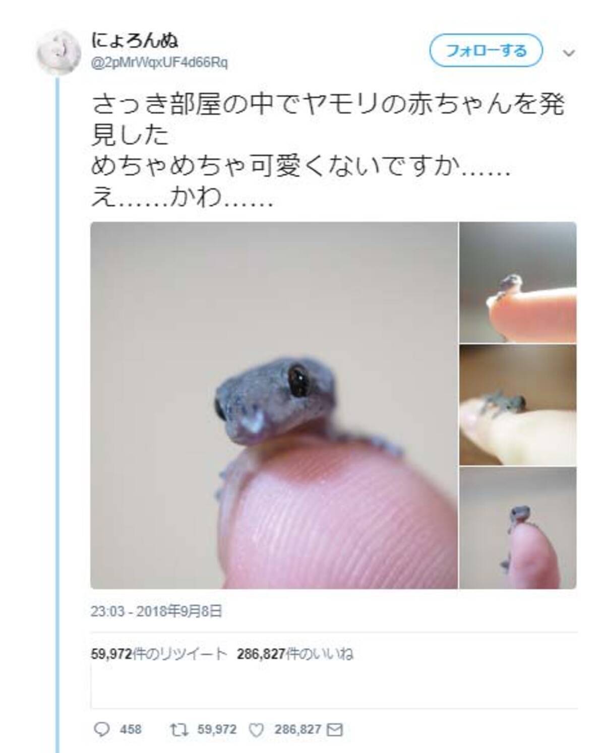 ヤモリの赤ちゃんを発見したツイートに 僕の家でも小さいヤモリが出てきました 続々画像が集まる 18年9月21日 エキサイトニュース