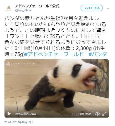 パンダの赤ちゃんが元気に ワン アドベンチャーワールド公式動画ツイートが話題に かわいいのに鳴き声は低音ボイスのギャップ萌え 18年10月17日 エキサイトニュース