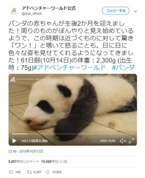 パンダの赤ちゃんが元気に ワン アドベンチャーワールド公式動画ツイートが話題に かわいいのに鳴き声は低音ボイスのギャップ萌え 18年10月17日 エキサイトニュース