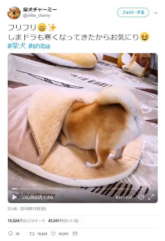 柴犬がモコモコの布団に入っていく動画が話題に 犬入ってる あったかそうだなぁ 18年11月10日 エキサイトニュース