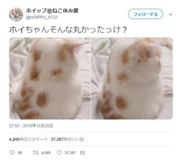 猫ホイップさんのまるい姿に お醤油垂らした雪だるまさん ハーゲンダッツ コメント集まる 18年11月27日 エキサイトニュース