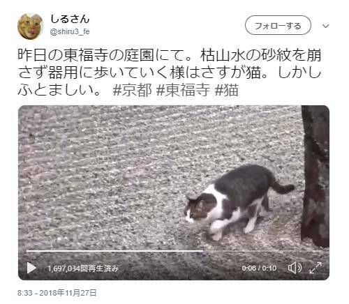 枯山水の砂紋を崩さず器用に歩いていく猫の姿に 肉球も残らないのか この忍猫 動きが機敏かつ慎重 の声 18年11月29日 エキサイトニュース