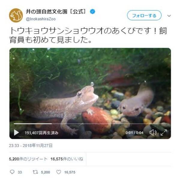 井の頭自然文化園 トウキョウサンショウウオ のあくびが話題に こちらも眠たくなりました あぶくが プクン 18年11月30日 エキサイトニュース