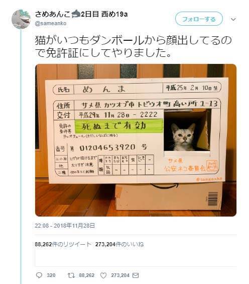 猫がいつも段ボールから顔をだした結果 免許証にしてやりました なめ猫だ 18年12月1日 エキサイトニュース