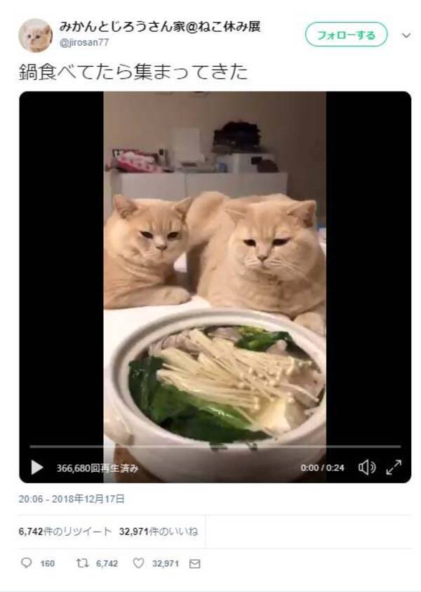 鍋食べてたら集まってきた 猫の動画ツイートが話題に 物欲しそうな目で見つめている 寒い時は鍋ですね 18年12月日 エキサイトニュース