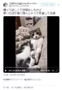 人生最後の写真も猫と共にあった 伝説のロックバンド クイーンのボーカリスト フレディマーキュリー と彼の愛した猫たち 19年1月4日 エキサイトニュース