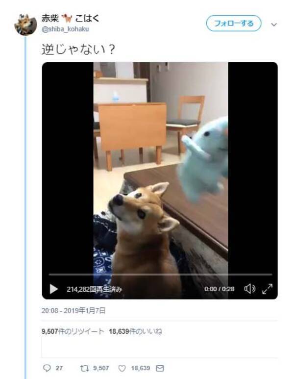 柴犬と 取ってこい遊び をしようとした結果 猫も取りに行くんですね ドヤ顔 19年1月12日 エキサイトニュース