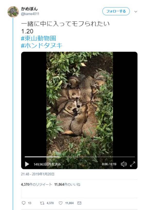 東山動物園のタヌキが団子のように集まる動画が話題に こんな掛布団が欲しい モフモフモフモフモフモフモフモフ 19年1月26日 エキサイトニュース