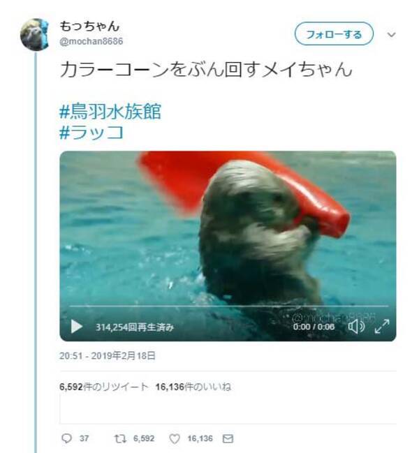 ラッコがカラーコーンをぶん回す動画が話題に ラッコ界のやしろあずき先生 激しい技 19年2月23日 エキサイトニュース