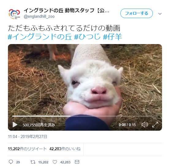 羊が もふもふ されている動画ツイートが反響 アゴのもふもふがモフモフなんですよね 羊のこの角度見たことない 19年3月7日 エキサイトニュース