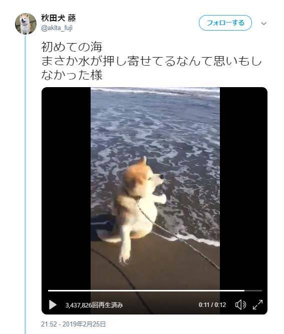 秋田犬が初めて海に来た結果 直前までの余裕っぷり ひっくり返った瞬間 すんごい顔してますね 19年3月8日 エキサイトニュース