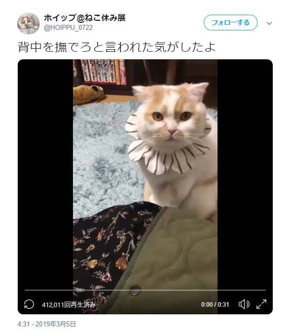 猫のホイップさん 背中を撫でろと言われた気がしたよ 動画ツイートに 完全にそう言ってる 甘え上手だ の声 19年3月9日 エキサイトニュース