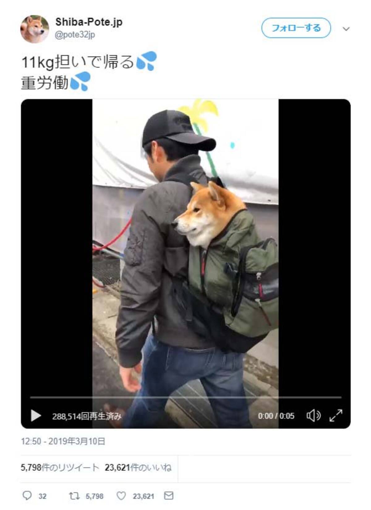 リュックで担がれている柴犬の動画が話題に お利口にリュックに入ってますね 運ばれーヌ 19年3月12日 エキサイトニュース