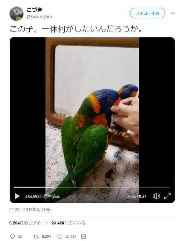 ゴシキセイガイインコが横歩きする動画が話題に なんで 横歩きなんですか フレームイン フレームアウト 19年3月25日 エキサイトニュース
