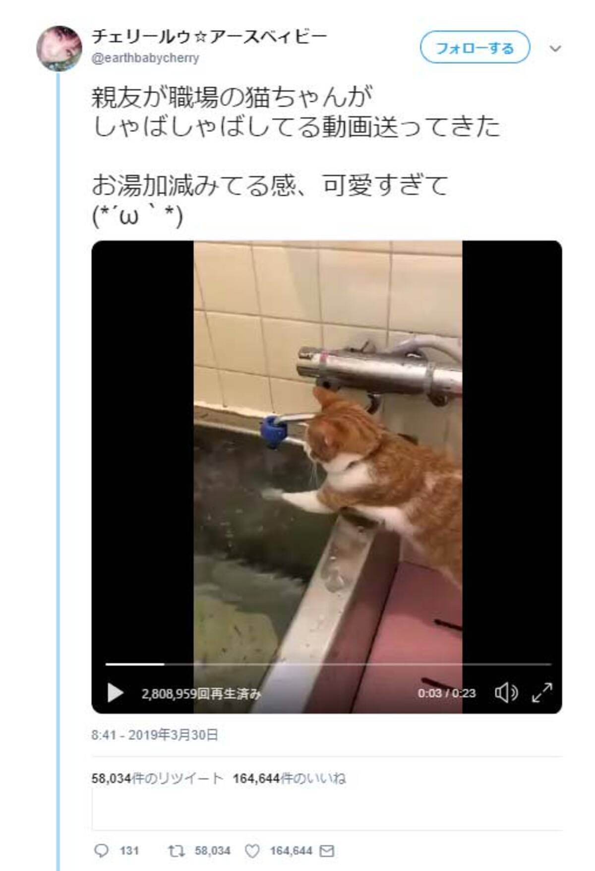 お湯加減をみる猫の動画がネットで反響 これはプロの手つき 良い湯だにゃん 19年4月4日 エキサイトニュース