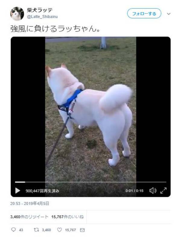 柴犬の モフモフ尻 が強風に吹かれた結果 あー 巻き尻尾が太刀尾に お尻が 尊い 19年4月11日 エキサイトニュース