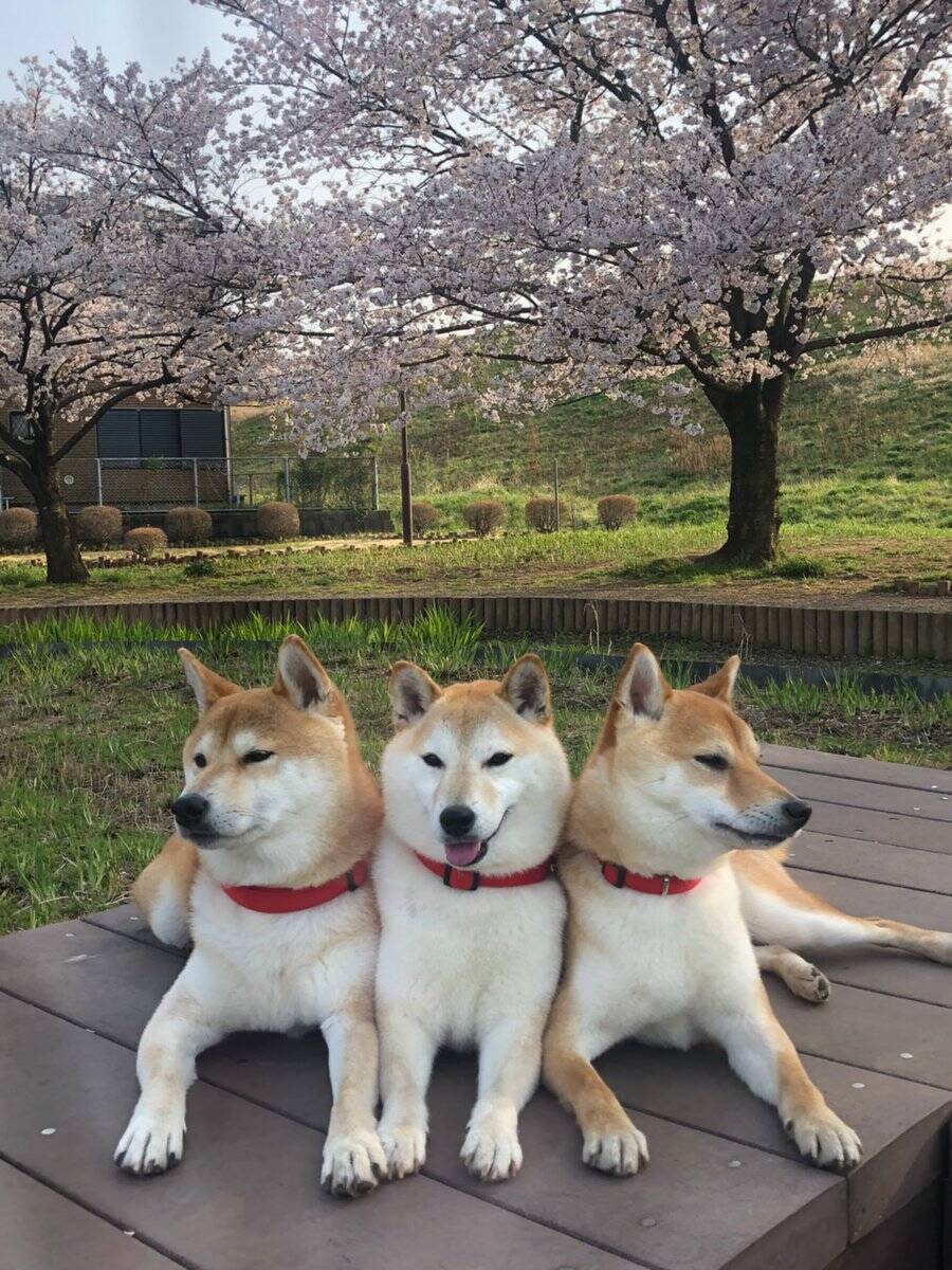 柴犬が3匹並んだ結果 なにこの可愛いケルベロス 3人いると 可愛さ9倍 19年4月12日 エキサイトニュース