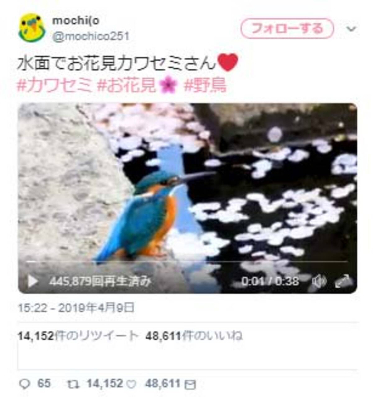 水面でお花見するカワセミの姿に 鳴き声もこんなに美しいのですね めっちゃ綺麗 感嘆の声 19年4月15日 エキサイトニュース