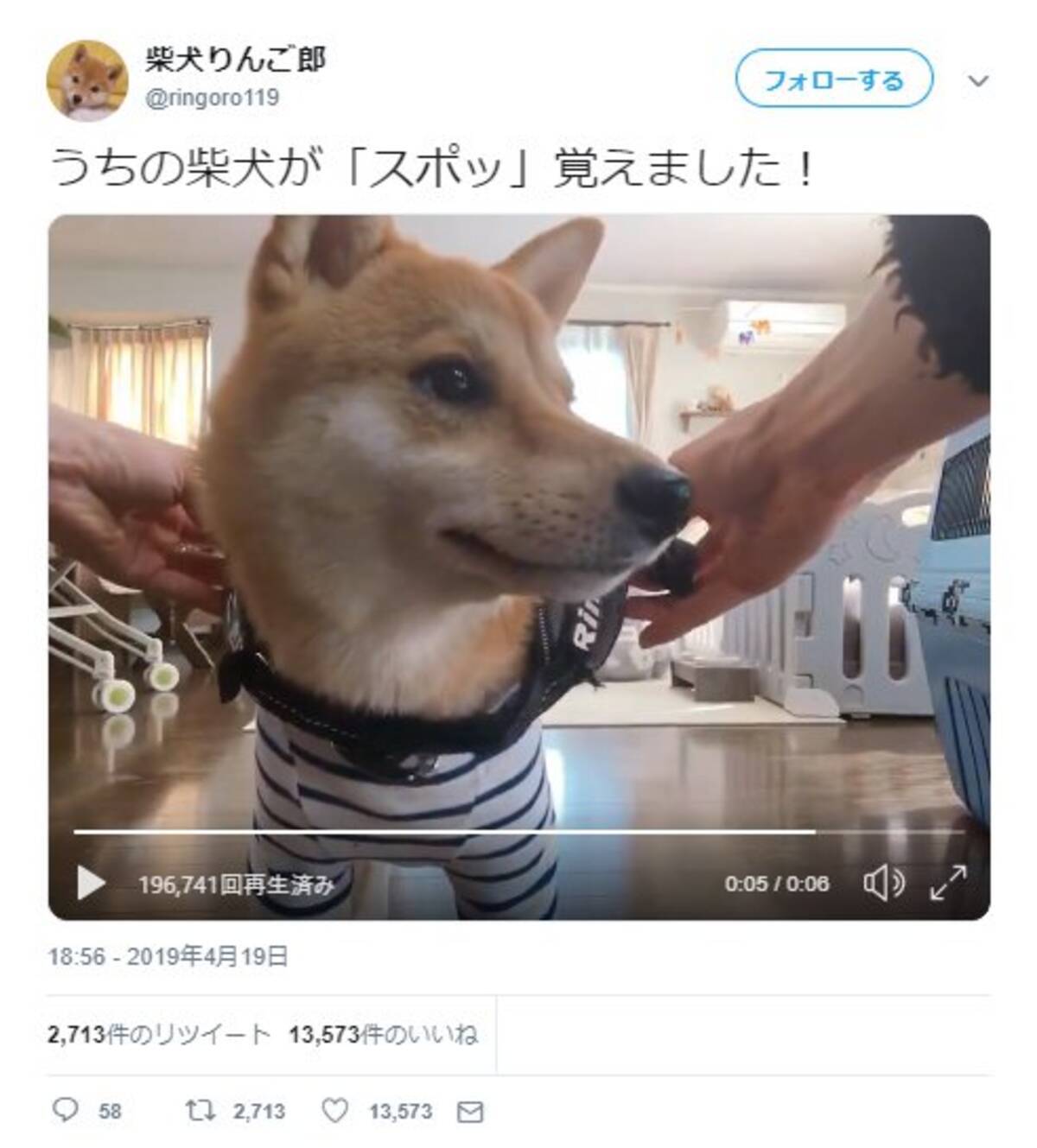 柴犬が スポッ を覚えた動画に 決め顔がイケメン過ぎます 気持ちいいくらい 上手くハマるね の声 19年4月24日 エキサイトニュース