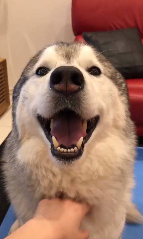シベリアンハスキー犬が撫でられた結果 耳が消滅してしまう 笑顔のアザラシ 19年5月17日 エキサイトニュース