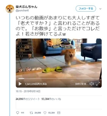 柴犬の散歩中に夕立がきた結果 悲しみの脱力感がハンパない 雨に弱いんですね 年7月10日 エキサイトニュース