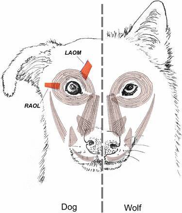 犬は困ったような表情をすることで人間の愛情を操ることを学んだ オオカミにはない眉の筋肉が発達 19年6月日 エキサイトニュース