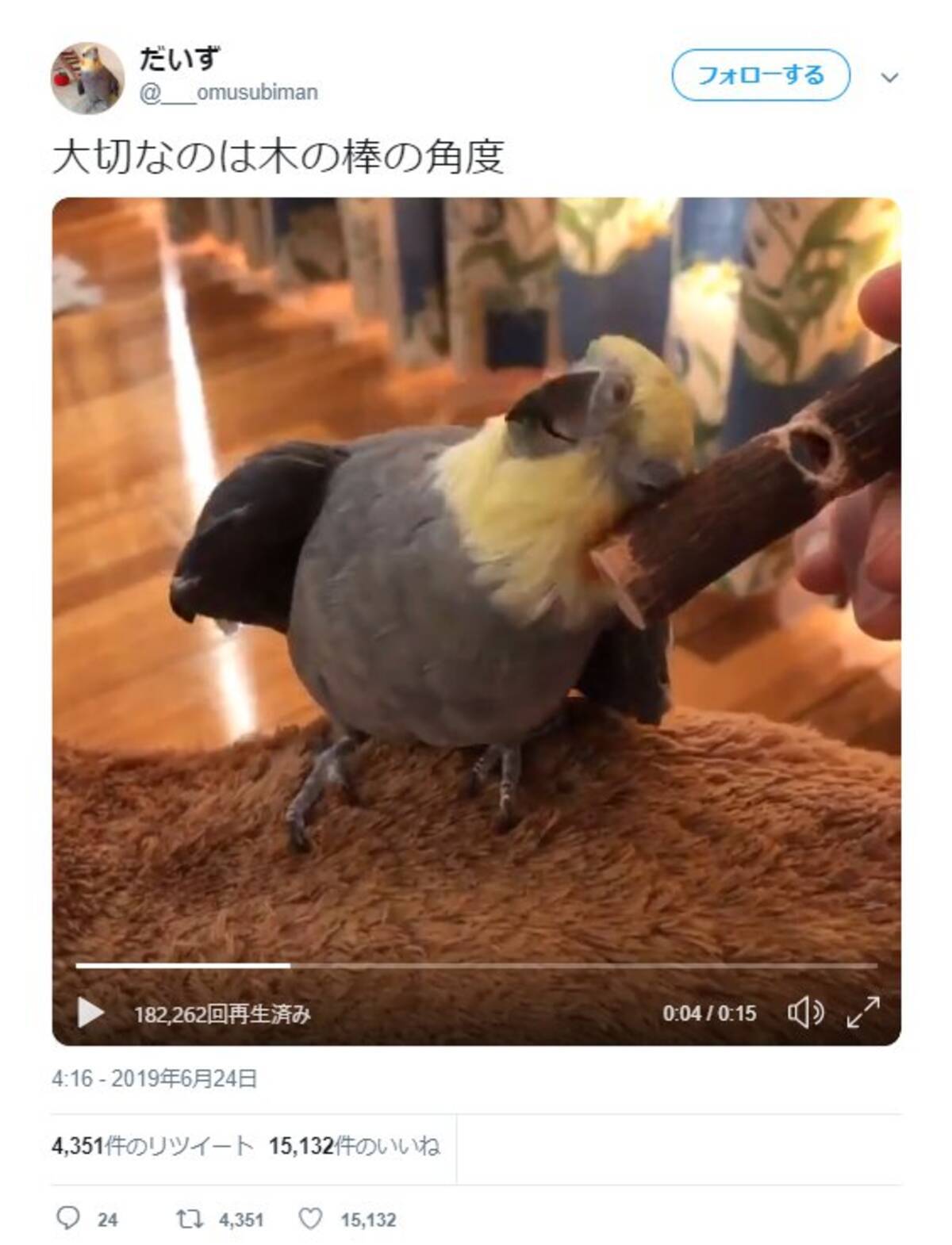 木の棒の角度にこだわる オカメインコ の動画が話題に こだわりがあるのか 職人技 19年6月29日 エキサイトニュース