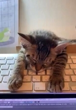 「なんでそこで寝るんですか…」猫がキーボードの上で寝る動画が話題に