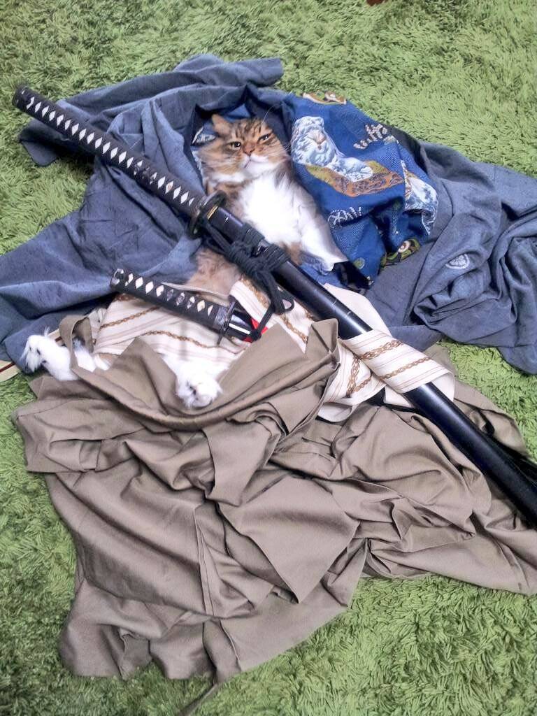 侍に化けてたけど変身が解けた猫 ツイートが話題に これが本当の 猫侍 にゃんてこった 19年7月25日 エキサイトニュース