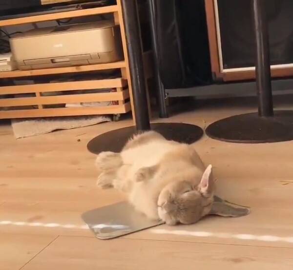 ウサギがアルミ板に寝っ転がる動画が話題に ひっくり返るように横になりますよね 19年8月8日 エキサイトニュース