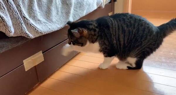 猫がベットの下を開けて入り込むので工夫した結果 開かない理由に気付く 猫様賢い 19年8月18日 エキサイトニュース