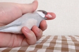 文鳥を握る動画がネットで反響「寿司の手つき」「尊い」