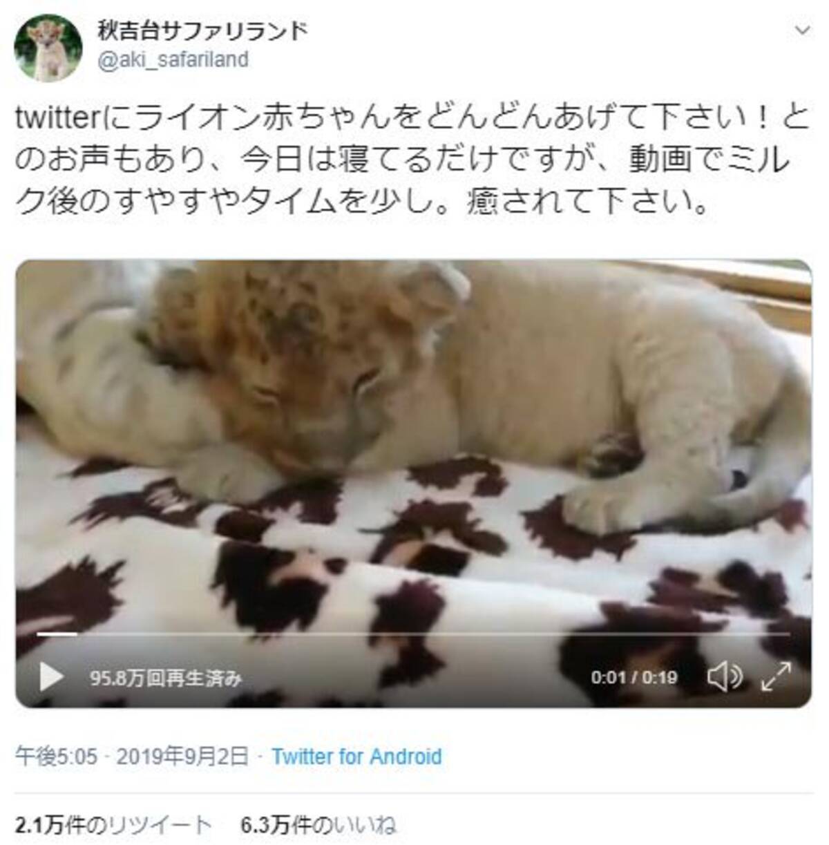 ライオンの赤ちゃんの寝姿がネットで反響 ぬいぐるみみたい リアルライオンキング 19年9月8日 エキサイトニュース