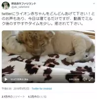 リアル ライオン キング 野生のヒヒが子ライオンを抱きかかえる姿がディズニーのよう 年2月5日 エキサイトニュース