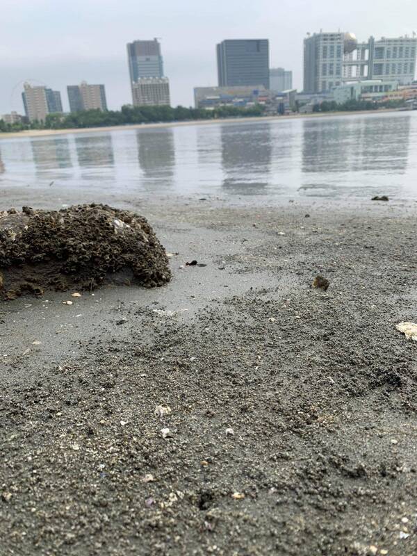 水質問題が騒がれるお台場海浜公園でハマグリを発見 食べられるらしいので食べてみた 19年9月10日 エキサイトニュース