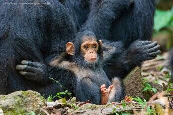 動物たちの笑える瞬間を撮影しました 野生動物ユーモア写真大賞 The Comedy Wildlife Photography Awards 19年9月18日 エキサイトニュース