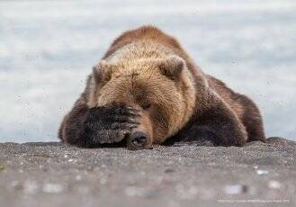 動物たちの笑える瞬間を撮影しました 野生動物ユーモア写真大賞 The Comedy Wildlife Photography Awards 19年9月18日 エキサイトニュース