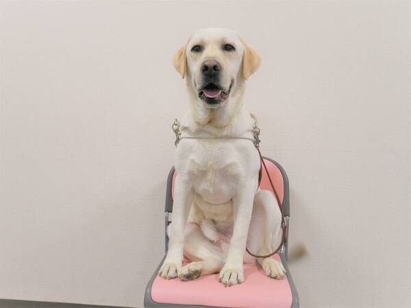 吉岡里帆主演のノンストップ スリラー 見えない目撃者 で盲導犬役を熱演 ドックトレーナーの宮忠臣さんに聞く パル の凄さ 19年9月日 エキサイトニュース