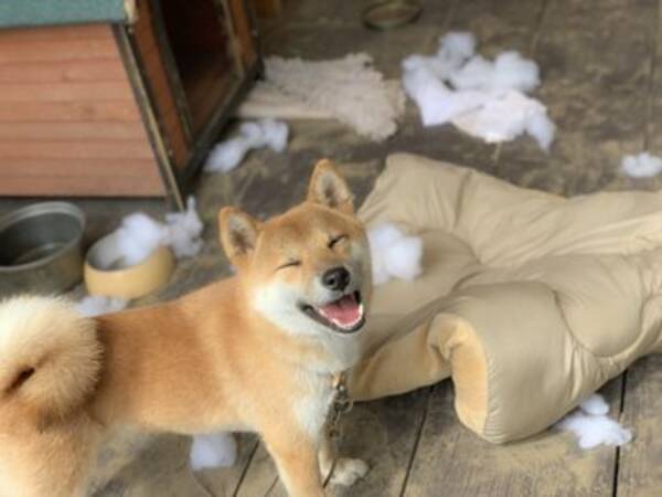 柴犬が台風のように暴れ散らした結果 やりましたご主人 褒めて 褒めて どや顔 19年9月26日 エキサイトニュース