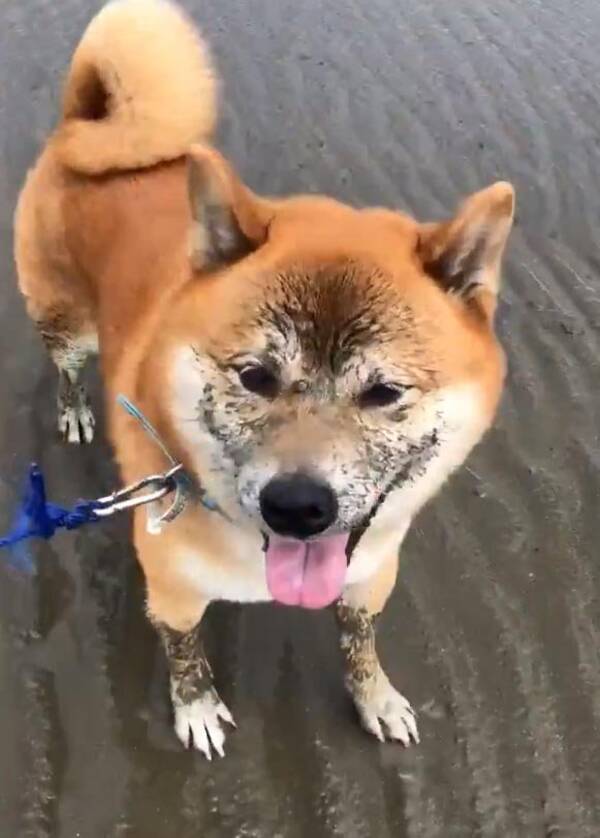 柴犬が泥遊びを楽しんだ結果 顔と足がどエライことに 黒柴 19年9月30日 エキサイトニュース