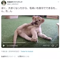 ライオンの赤ちゃんがヒヒに抱かれる ライオン キング のワンシーンのようだと話題になったがその裏にはこんな現実が 年2月8日 エキサイトニュース