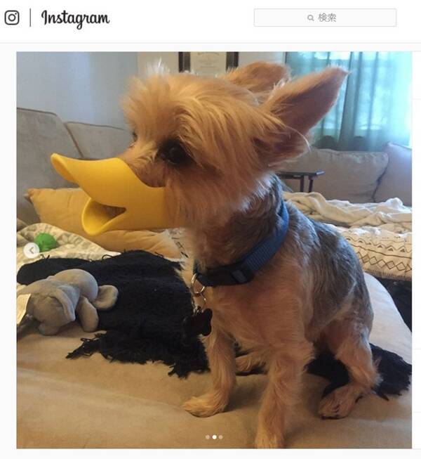 愛犬に装着させると一瞬でドナルドダック風ワンコに変身します 19年10月1日 エキサイトニュース