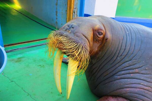 高知県立のいち動物公園 と 沖縄美ら海水族館 が1位に 口コミで人気の日本の動物園 水族館ランキングをトリップアドバイザーが発表 19年10月5日 エキサイトニュース