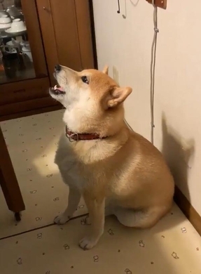 唐草模様のちゃんちゃんこを羽織る柴犬赤ちゃん 唐草が世界一似合う犬 はやっぱ彼らだと断言していいよね 動画 21年1月15日 エキサイトニュース