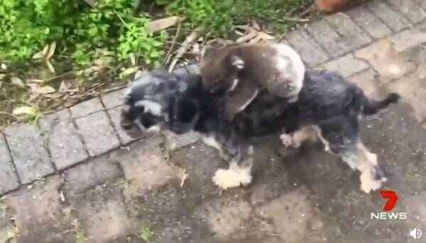 さすがオーストラリア お母さんと間違えて犬にしがみつくコアラの赤ちゃんがかわいい 19年10月11日 エキサイトニュース