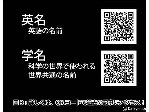 解説パネルの裏側 長 い名前の 深 いヒミツ 市立しものせき水族館 海響館 19年10月23日 エキサイトニュース 2 2