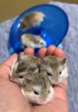 ハムスターを手に乗せてみた結果→「静と動を一体にした動画」「ついつい後ろに目がいってしまう」